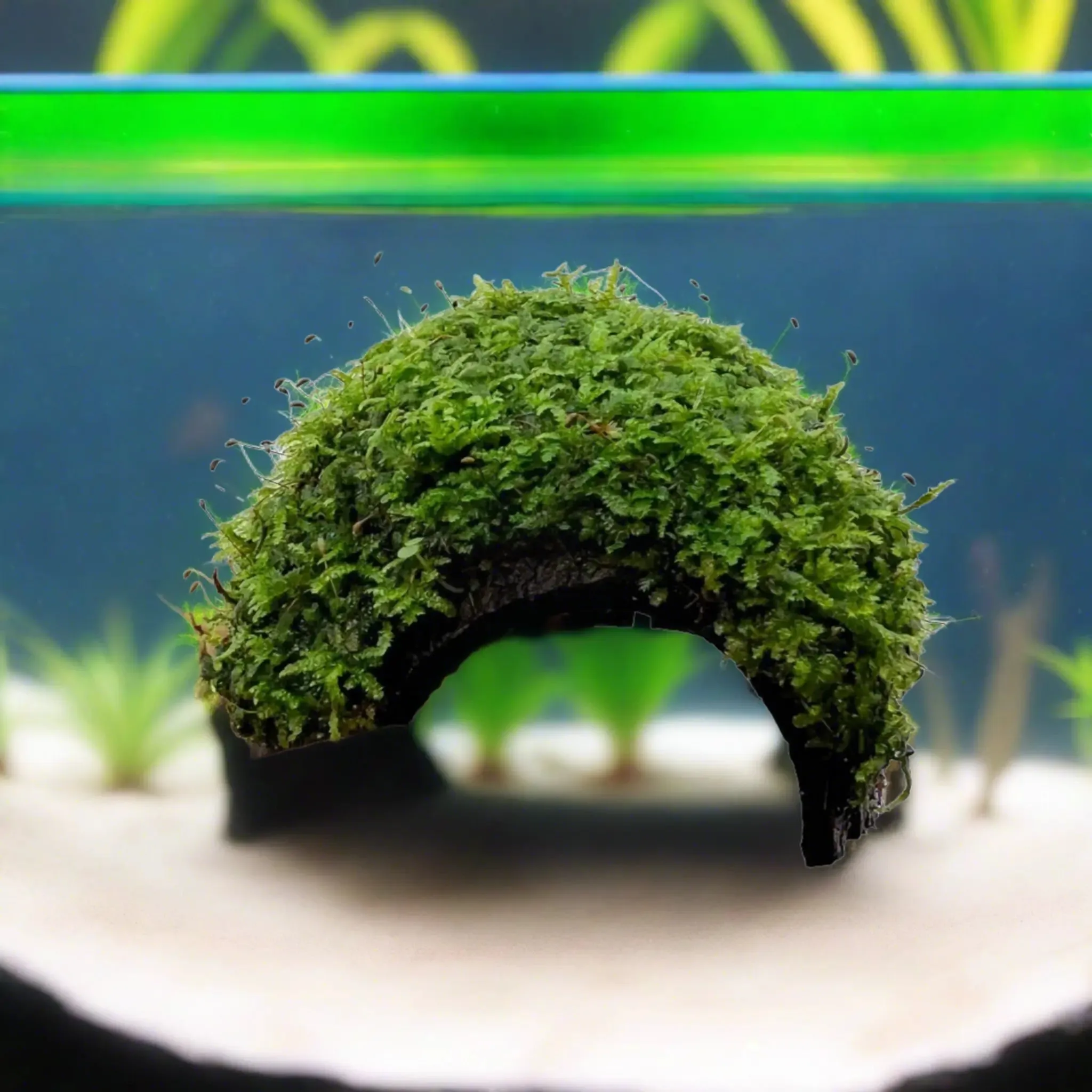 1 Hole Coconut with Moss - adds colour and shelter