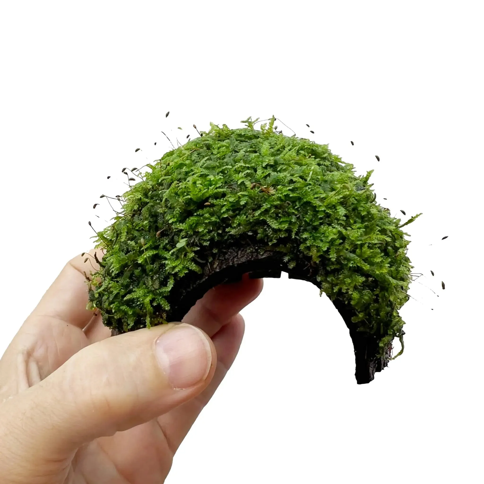 1 Hole Coconut with Moss - adds colour and shelter